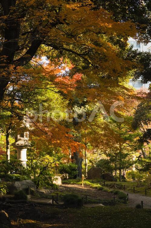 旧古河庭園の秋模様 東京,旧古河庭園,庭園の写真素材