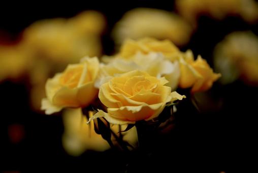 薔薇 薔薇の写真