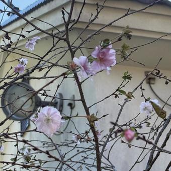 冬の空の下、ほころび始めた早咲きの便り さくら,春,空の写真素材