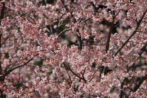Early-blooming cherry blossoms, JPG