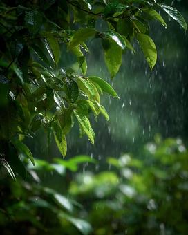 雨降る静かな森の風景 雨降る静かな森の風景の写真