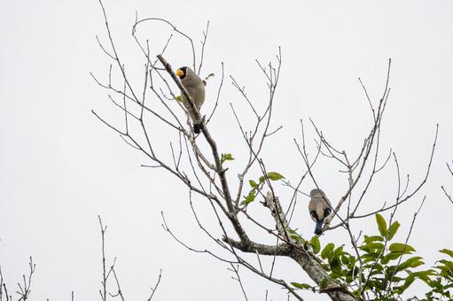 イカル⑸の写真