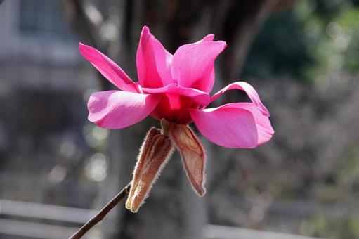 モクレン・シモクレン　クローズアップ 春,花木,暗紫紅色の写真素材