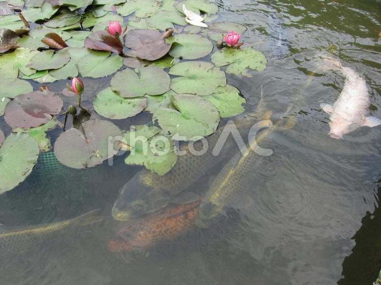 ハス池に白い鯉は、目立ちます。 鯉,白,ハスの写真素材