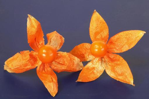 ホオズキの実 ホオズキの実の写真