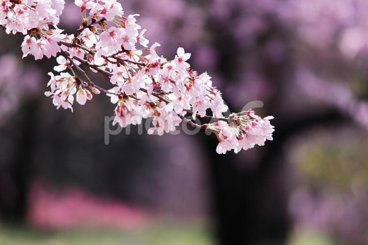 公園の緑と美しい桜 花,桜,春の写真素材