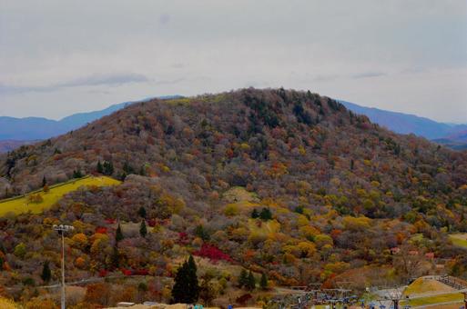 紅葉 紅葉の写真
