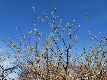梅の花と青空 梅の花と青空の写真