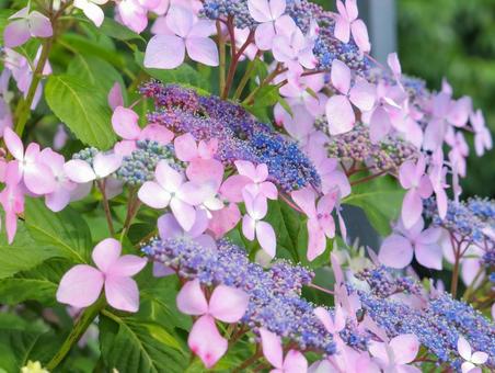 Hydrangea, JPG Hydrangea, JPG