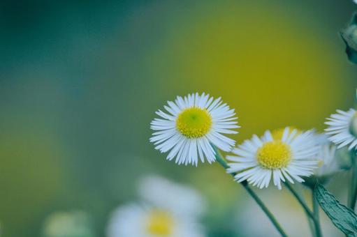 花 花 はな,草花,自然の写真素材