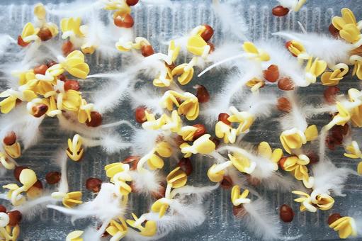 フサフサの根毛 フサフサの根毛 カイワレダイコン,かいわれ,かいわれ大根の写真素材