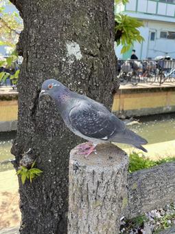 Pigeons perched on a wooden fence (spring), JPG Pigeons perched on a wooden fence (spring), JPG