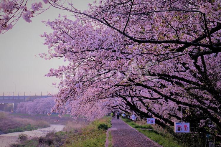 桜並木が延々と 桜並木,桜,花の写真素材