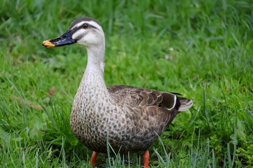 鴨 函館,鴨,動物の写真素材