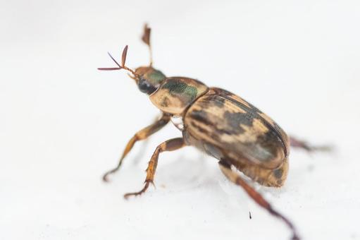 セマダラコガネ セマダラコガネ セマダラコガネ,コガネムシ,害虫の写真素材