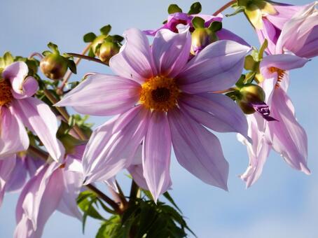 【花の写真】皇帝ダリア 皇帝ダリア,コウテイダリア,植物の写真素材
