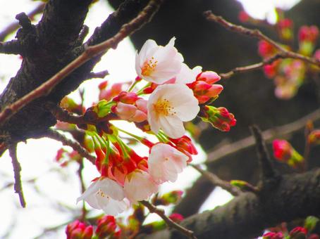 咲き始めた桜の写真