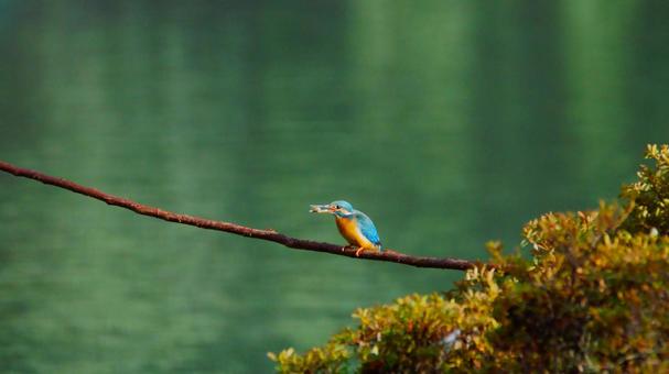 小枝で魚をくわえるカワセミ 小枝で魚をくわえるカワセミの写真