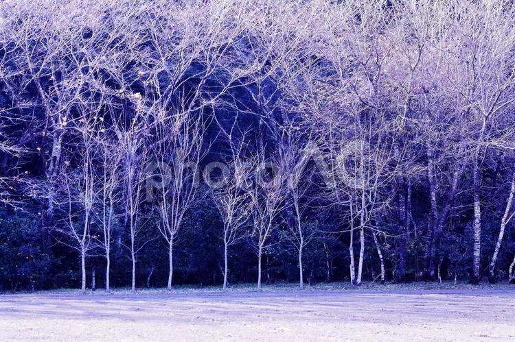 冬の白い枯れ木の風景 冬,風景,枯れ木の写真素材