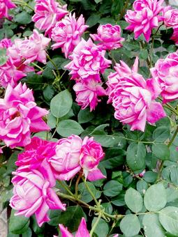 バラ バラ バラ,ローズ,花びらの写真素材