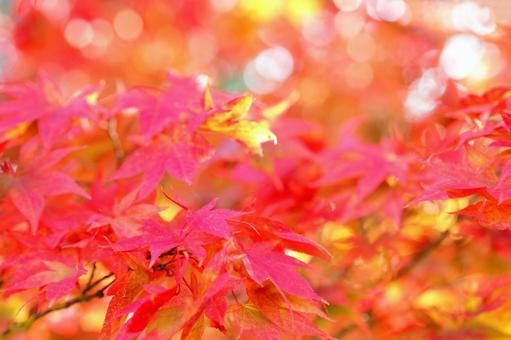 Autumn maple leaves frame background material, JPG