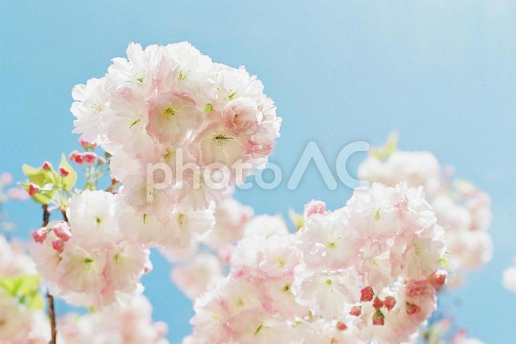 八重桜と青空2 八重桜,桜,さくらの写真素材