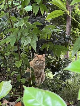 Photo, cat, plant, bush, 