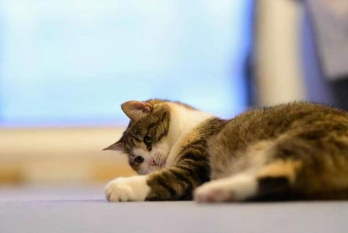 可愛いミケ遊ぶ 可愛いミケ遊ぶ ネコ,ペット,動物の写真素材