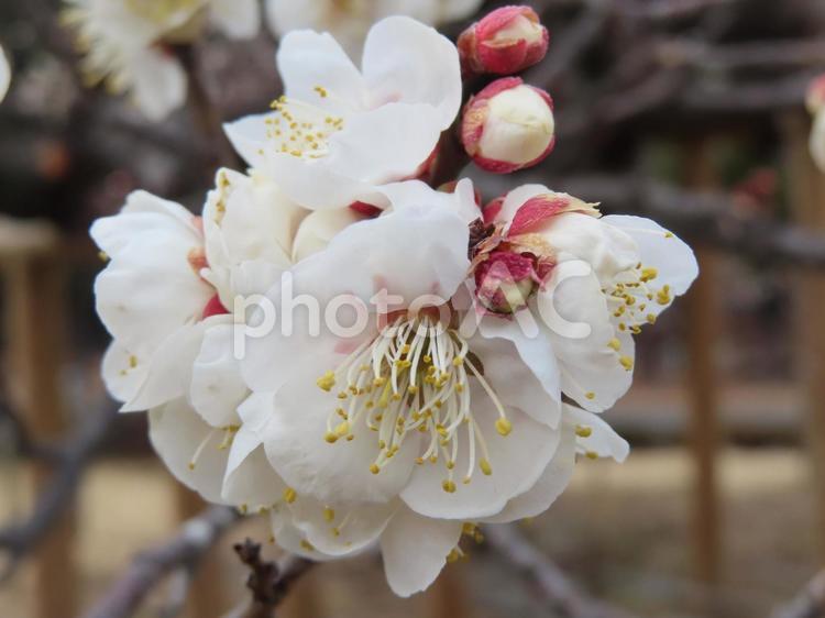 早春の訪れを感じさせる梅 梅,開花,花の写真素材