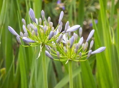 Photo, agapanthus, purple clam, cliviaceae, 