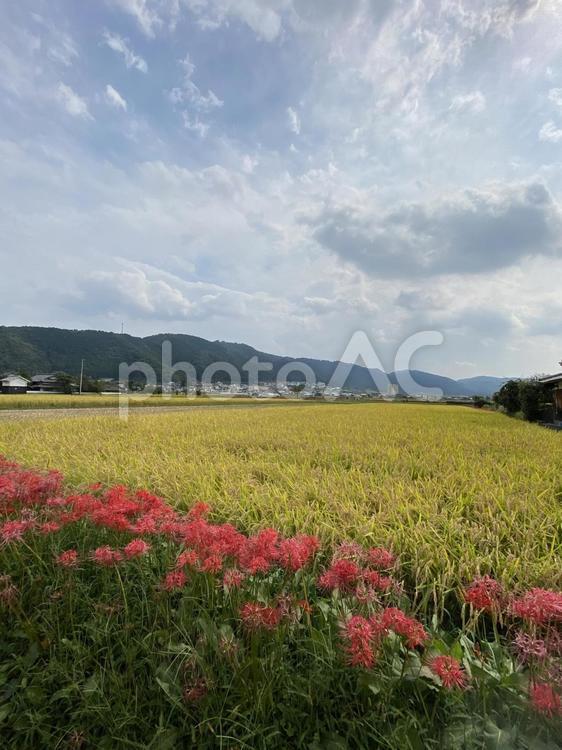亀岡で見た秋分の日の彼岸花 彼岸花,秋分の日,京都府亀岡市の写真素材
