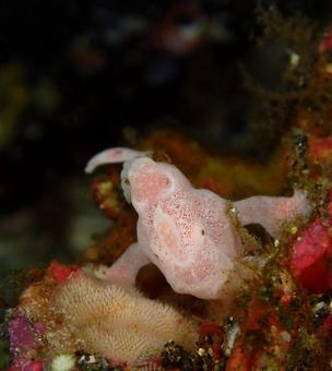 カエルアンコウ カエルアンコウ,マクロ,魚の写真素材