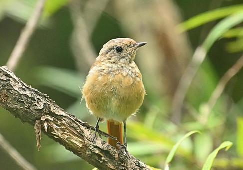 夏のジョビ幼鳥ちゃん 夏のジョビ幼鳥ちゃんの写真
