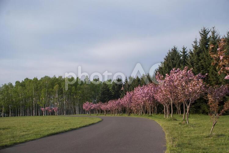 桜並木 桜,桜並木,春の写真素材