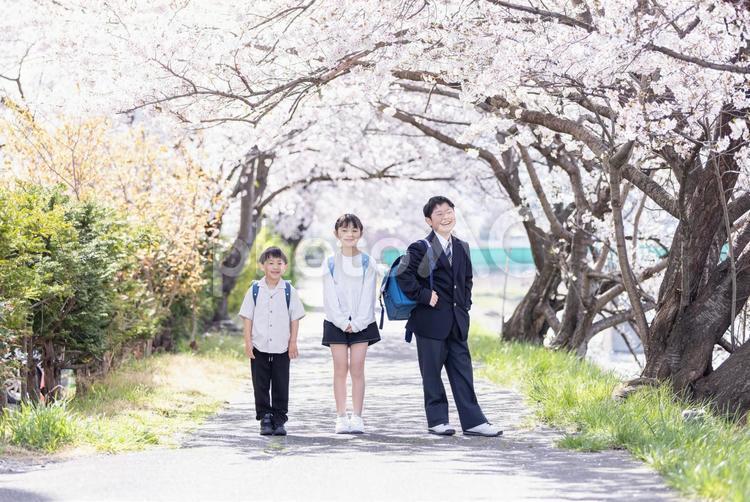 桜の木の下を歩くこどもたち 桜,小学生,ランドセルの写真素材
