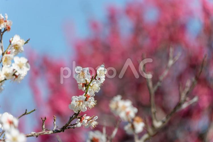 紅白の梅が咲き誇る春の日差し 梅,白,花の写真素材