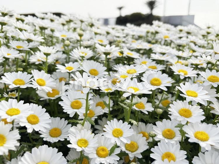 ノースポール03 白い花,花畑,花壇の写真素材