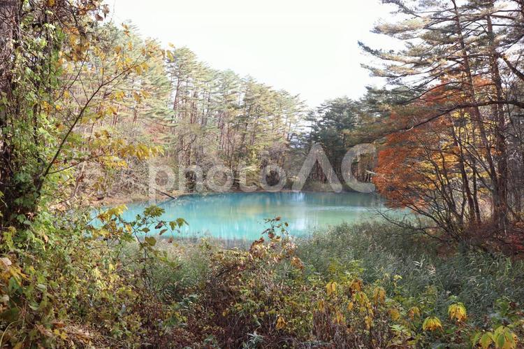 五色沼 紅葉,湖沼,青の写真素材