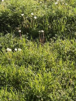 春の草むら 春の草むらの写真
