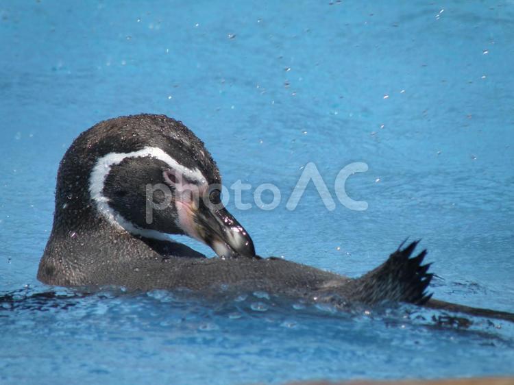 ペンギンの横顔 ペンギン,生き物,動物の写真素材