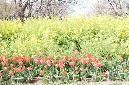 Photo, heguang forest park, full bloom, yellow, 
