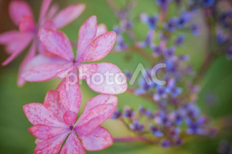 紫のガクアジサイ 紫陽花,あじさい,ガクアジサイの写真素材