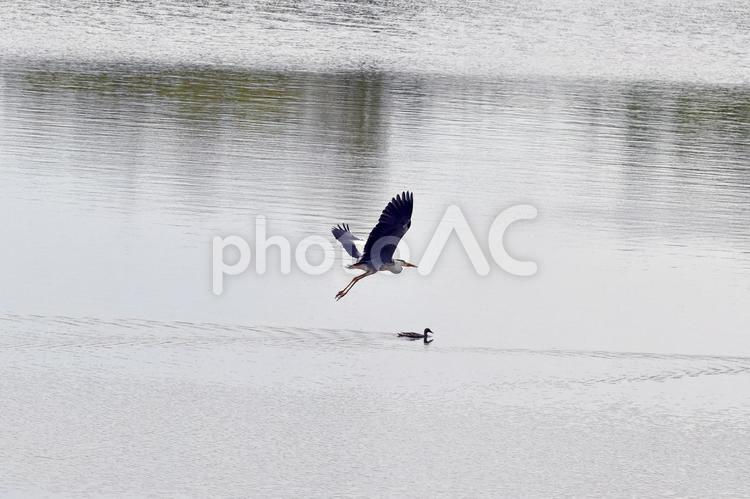 アオサギとカモ 動物,鳥,野鳥の写真素材