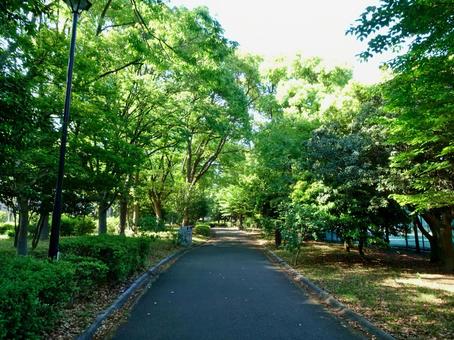 木場公園 木場公園,東京都江東区平野,遊歩道の写真素材