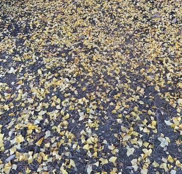 落ち葉 落ち葉,イチョウ,銀杏の写真素材