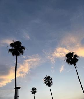 夕暮れとヤシの木のシルエット 夕暮れとヤシの木のシルエット 夕焼け,ヤシの木,空の写真素材