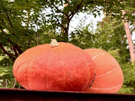 オレンジ色の大きなかぼちゃ 02 パンプキン,おばけかぼちゃ,野菜の写真素材