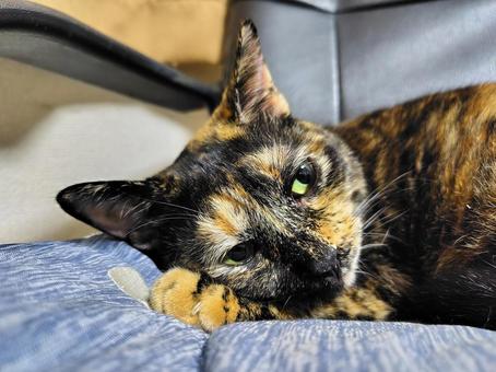 うっとり猫 猫,サビ猫,ねこの写真素材