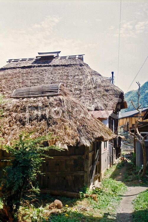 茅葺屋根 茅葺屋根,萱,日本家屋の写真素材