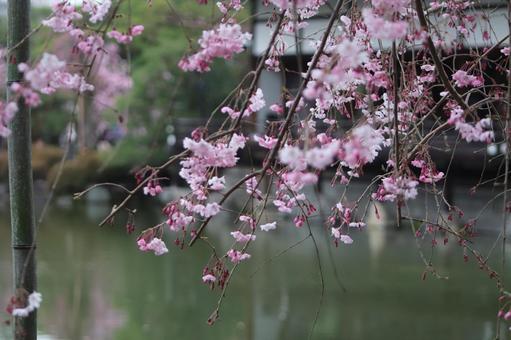 平安神宮 平安神宮 京都,建物,キレイの写真素材